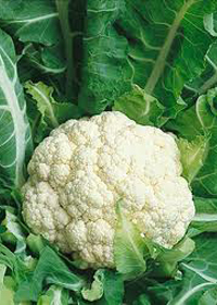 Brassica oleracea 'Snowball'